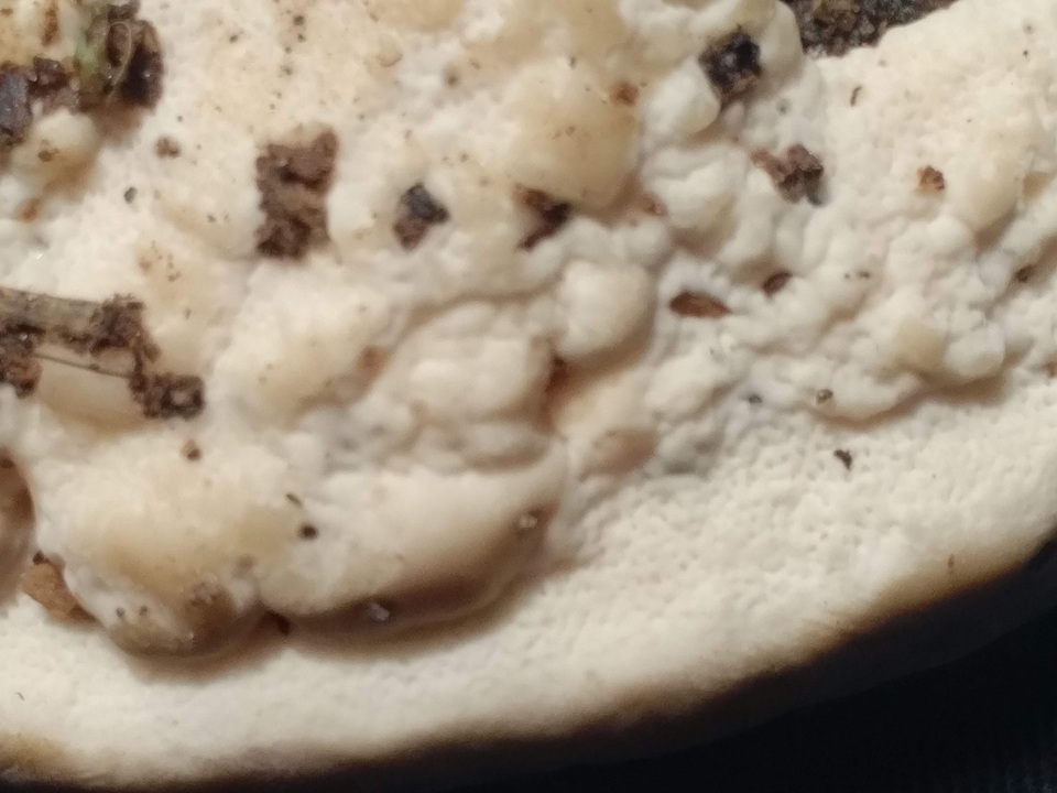 Fomitopsis durescens image