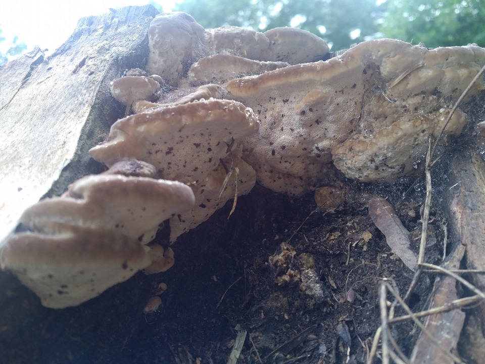 Fomitopsis durescens image