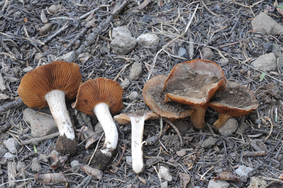 Cortinarius bridgei image