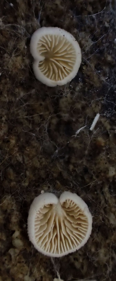 Crepidotus fimbriatus image
