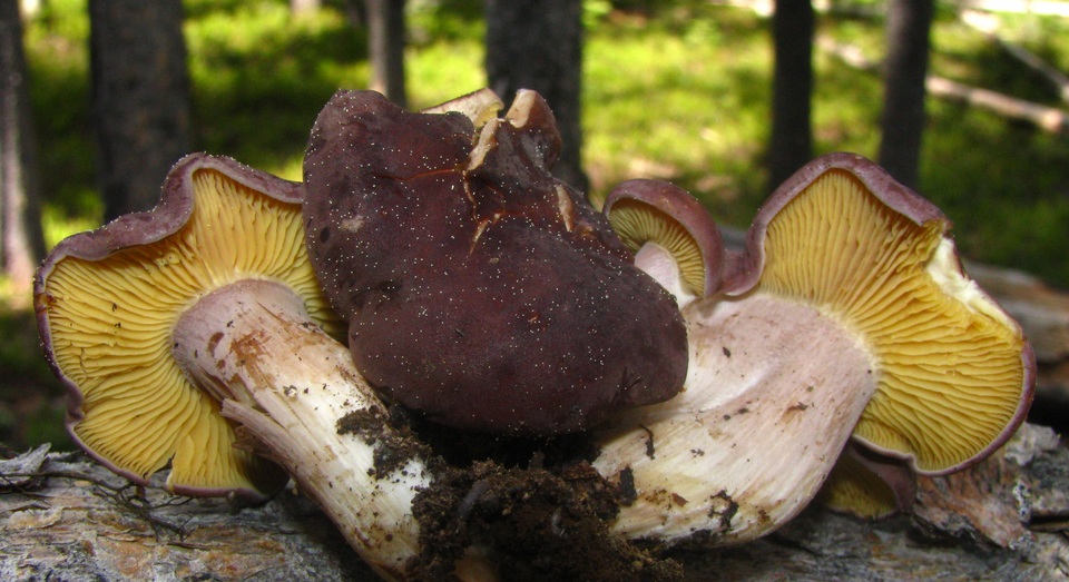 Rugosomyces onychinus image