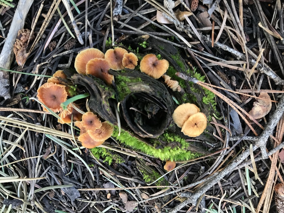 Xeromphalina enigmatica image