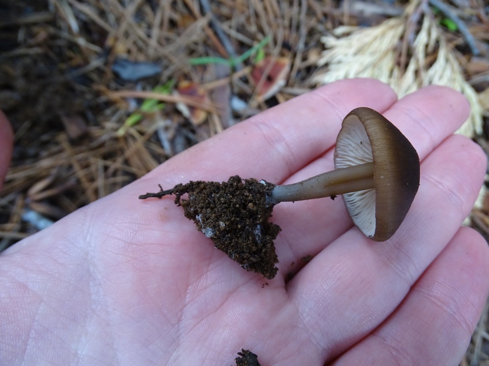 Leptonia undulatella image