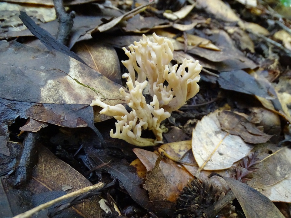 Ramaria violaceibrunnea image