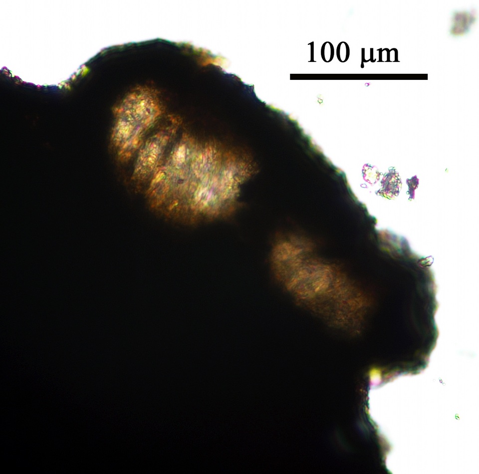 Opegrapha pulvinata image