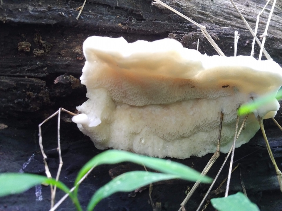Tyromyces galactinus image