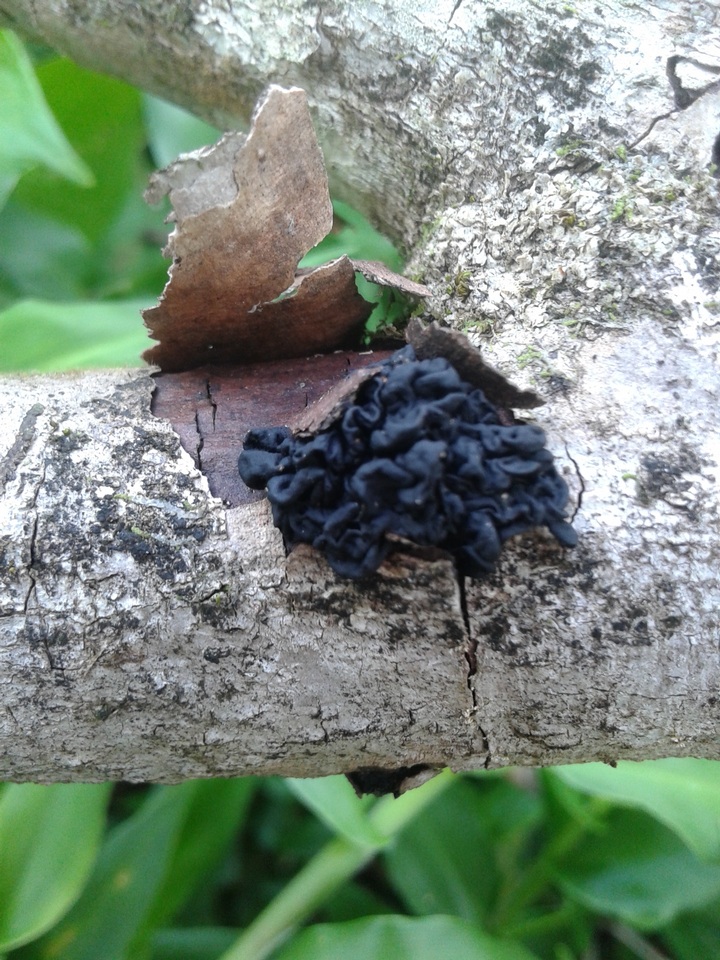 Tremella boraborensis image