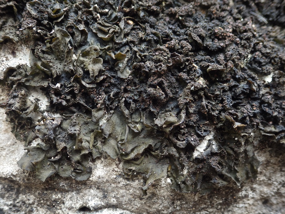 Collema fuscovirens image