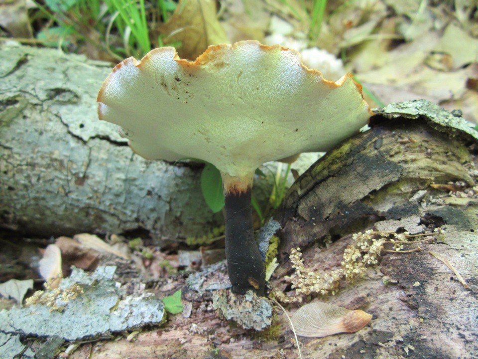 Cerioporus varius image