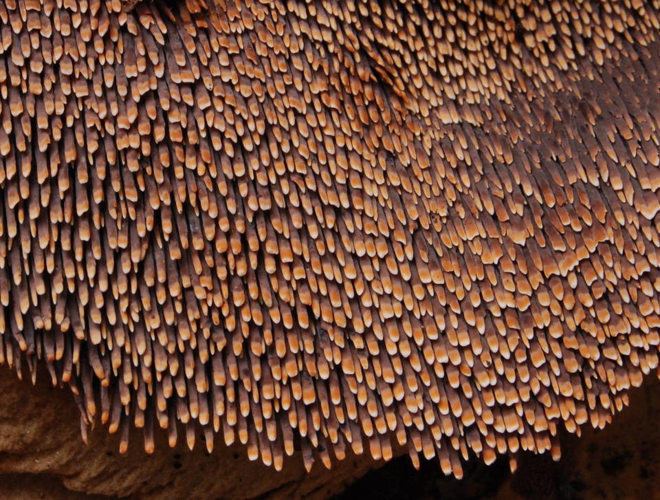Sarcodon indurescens image