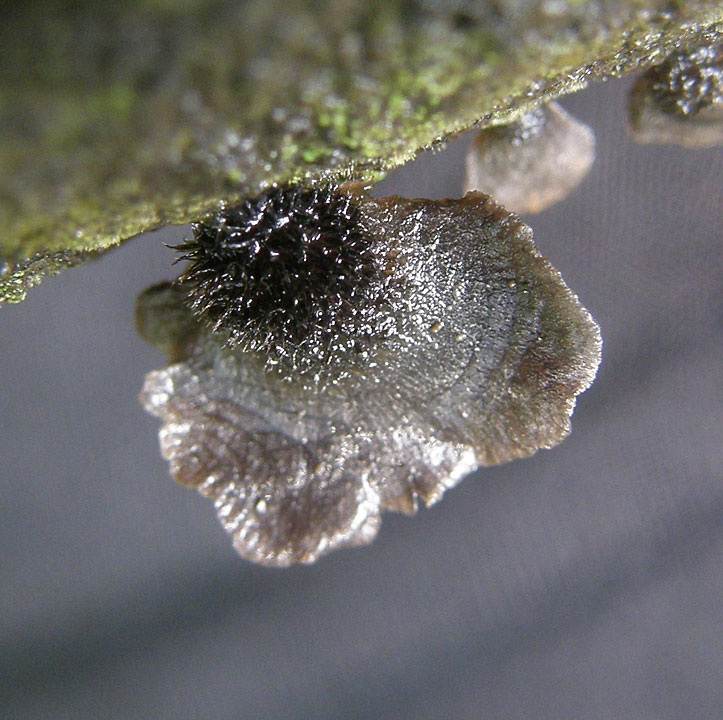 Resupinatus trichotis image