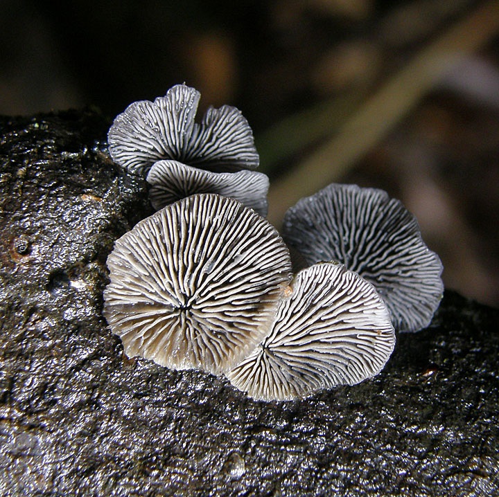 Resupinatus trichotis image