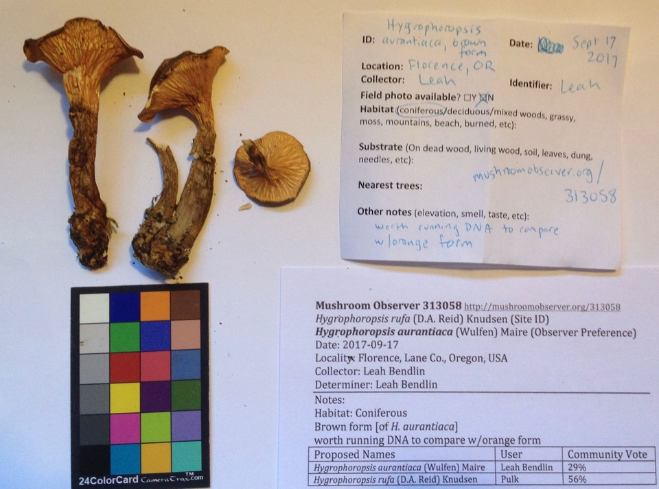 Hygrophoropsis rufa image