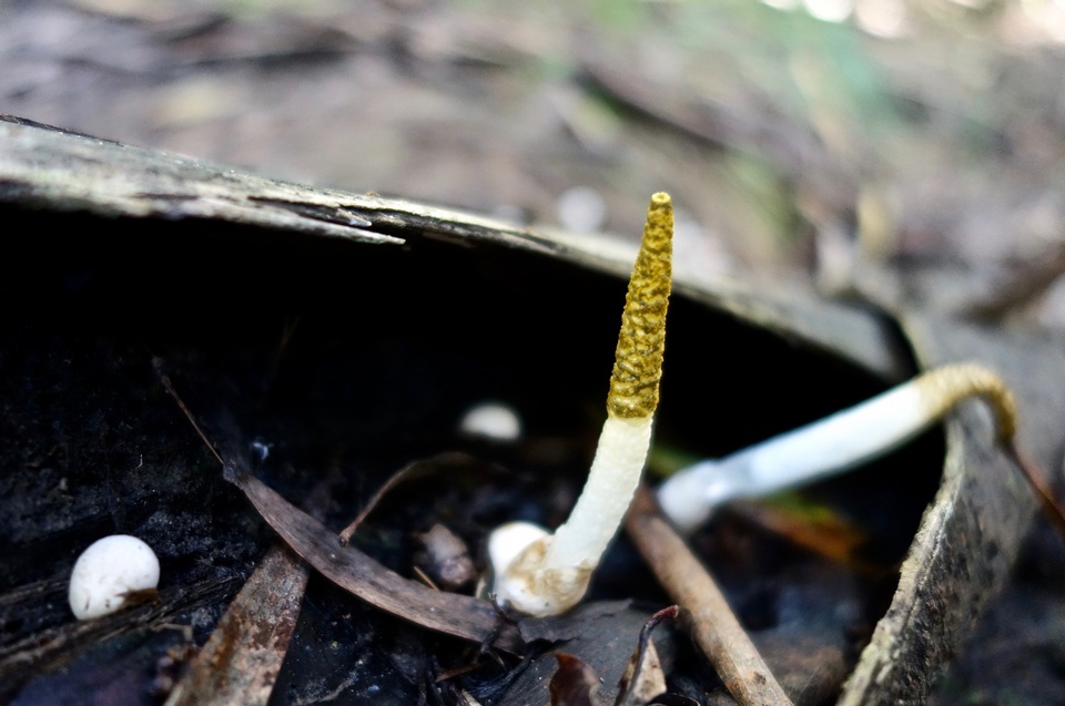 Mutinus borneensis image