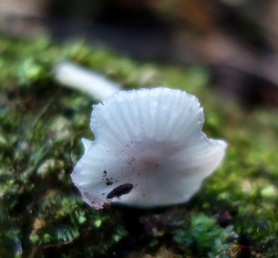 Hygrocybe lilacina image