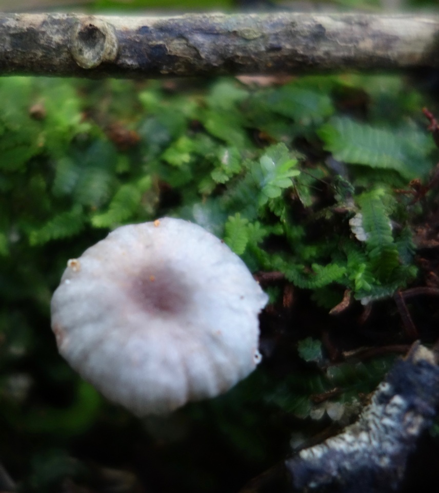 Hygrocybe lilacina image