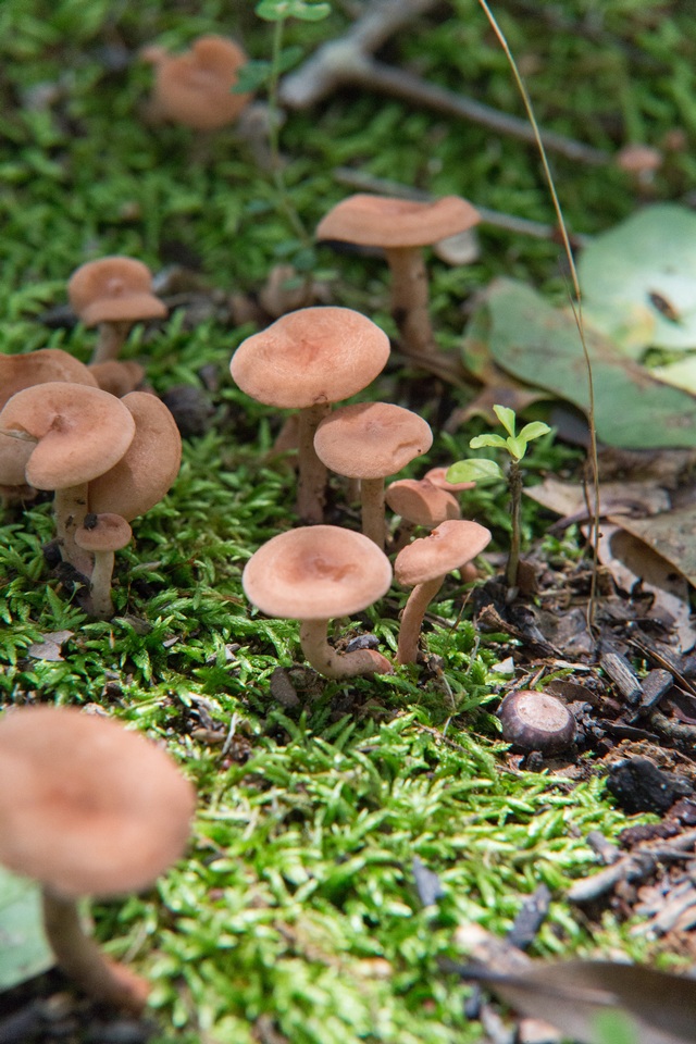 Lactarius areolatus image