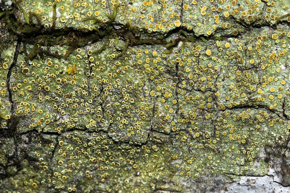 Gyalolechia image