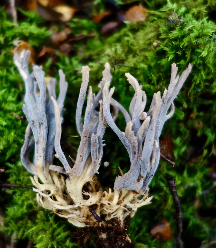 Clavulina floridana image