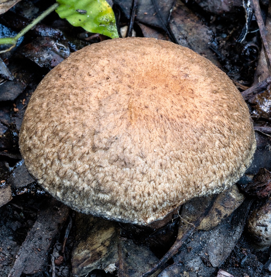 Gyroporus furvescens image