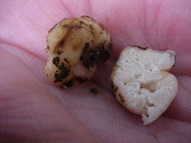 Barssia oregonensis image