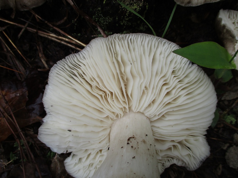 Megacollybia rodmanii f. murina image