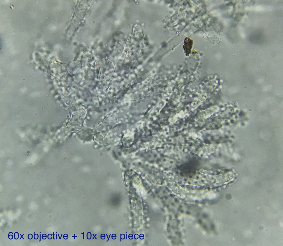 Chromelosporium fulvum image