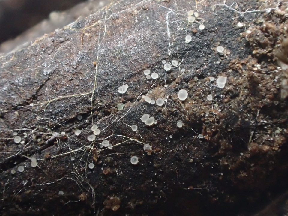 Pezizella alniella image