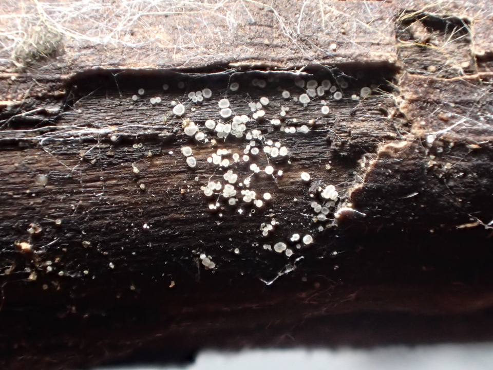 Pezizella alniella image