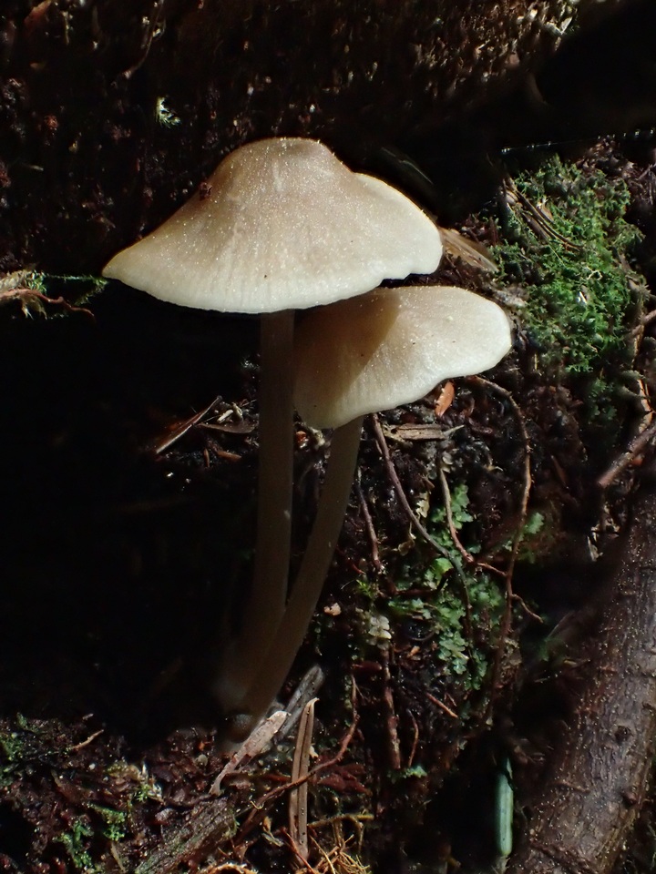 Nolanea cetrata f. mediospora image