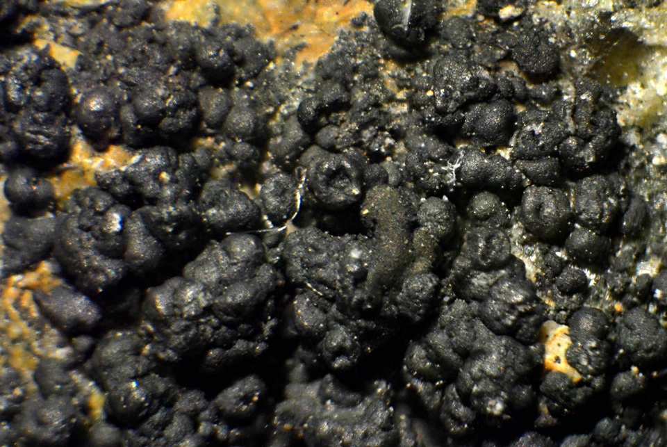 Caloplaca albovariegata image