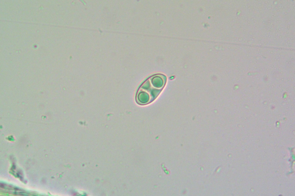 Caloplaca albovariegata image