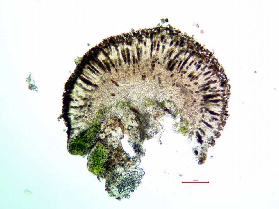 Rinodina californiensis image