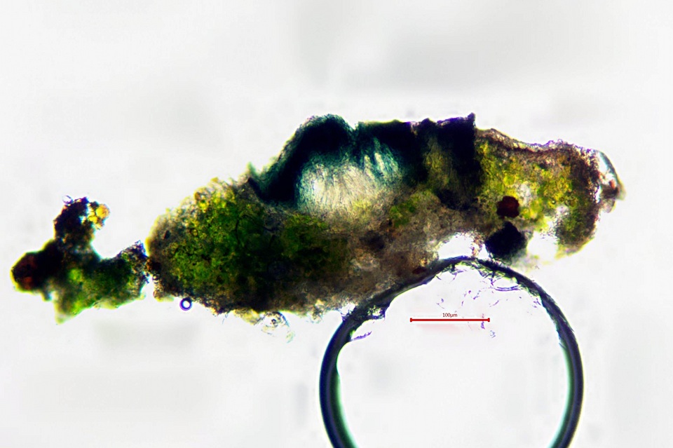 Cercidospora caudata image