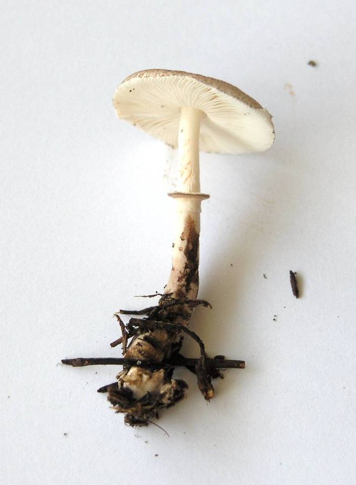 Lepiota flammeatincta image