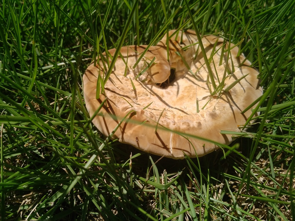 Laetiporus persicinus image