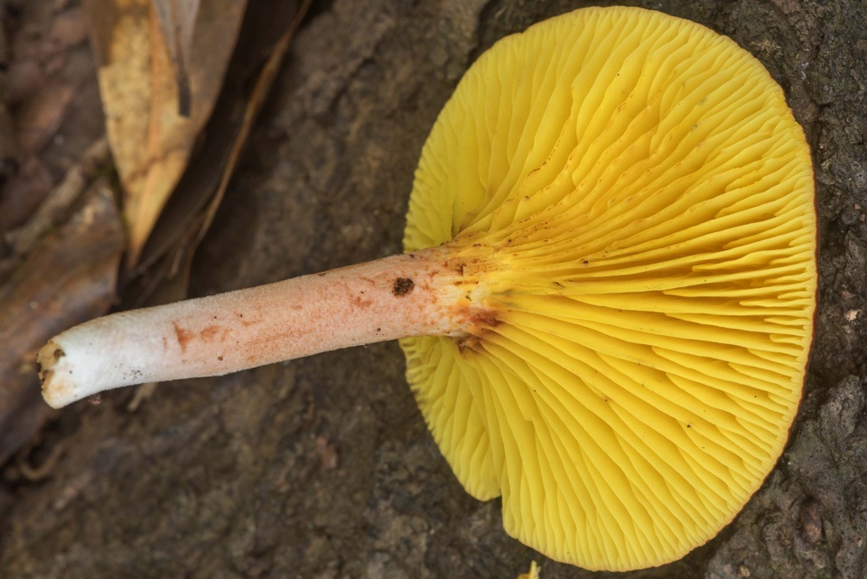 Phylloporus foliiporus image