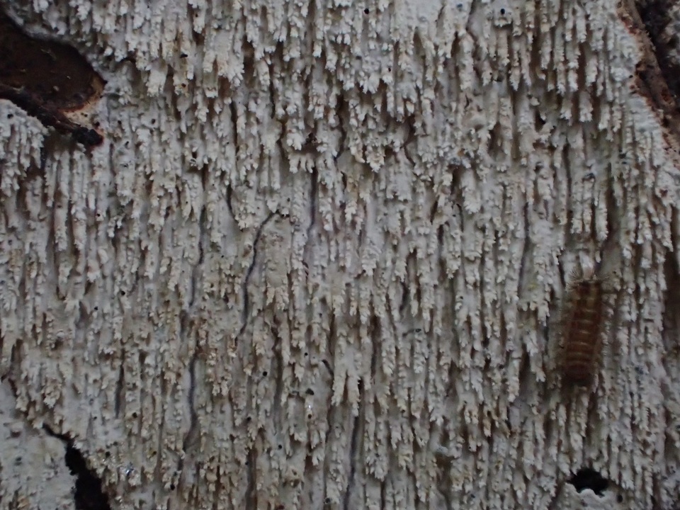 Hyphodontia aspera image