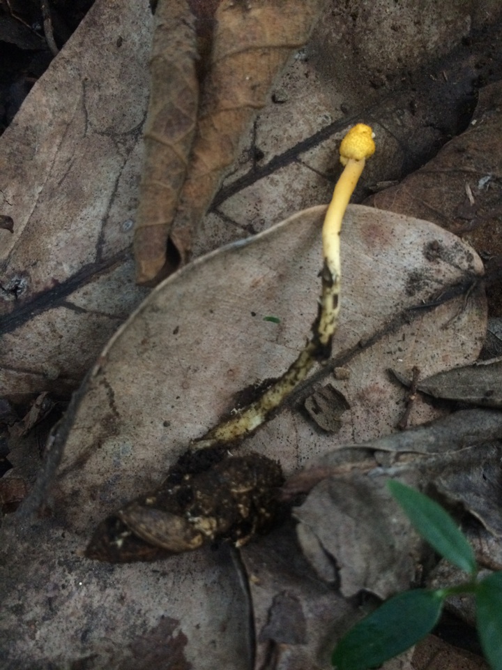 Ophiocordyceps amazonica image