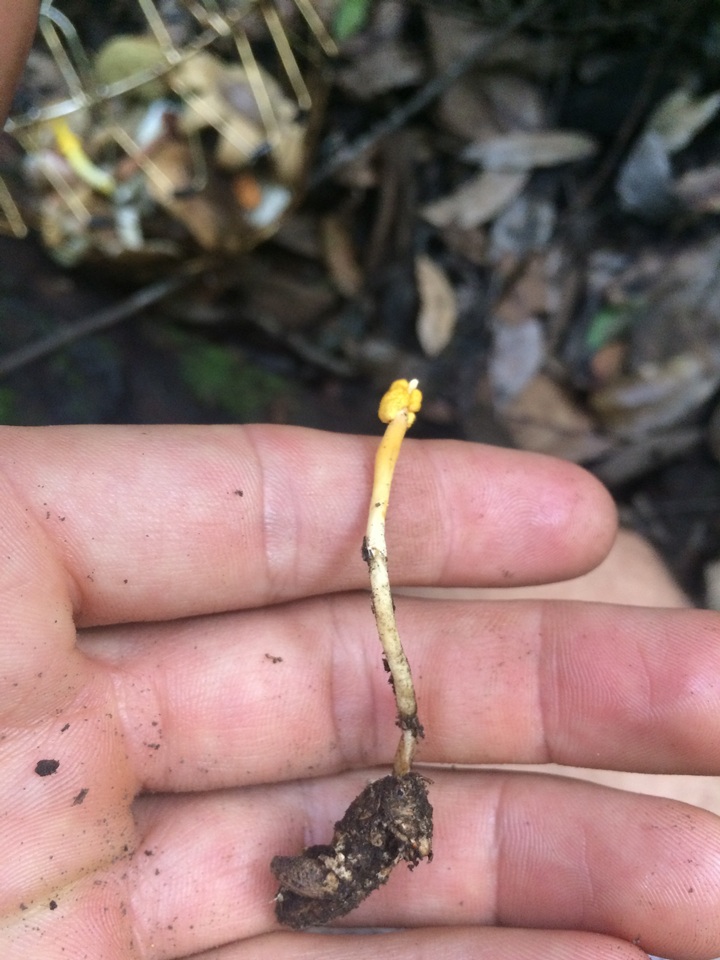 Ophiocordyceps amazonica image