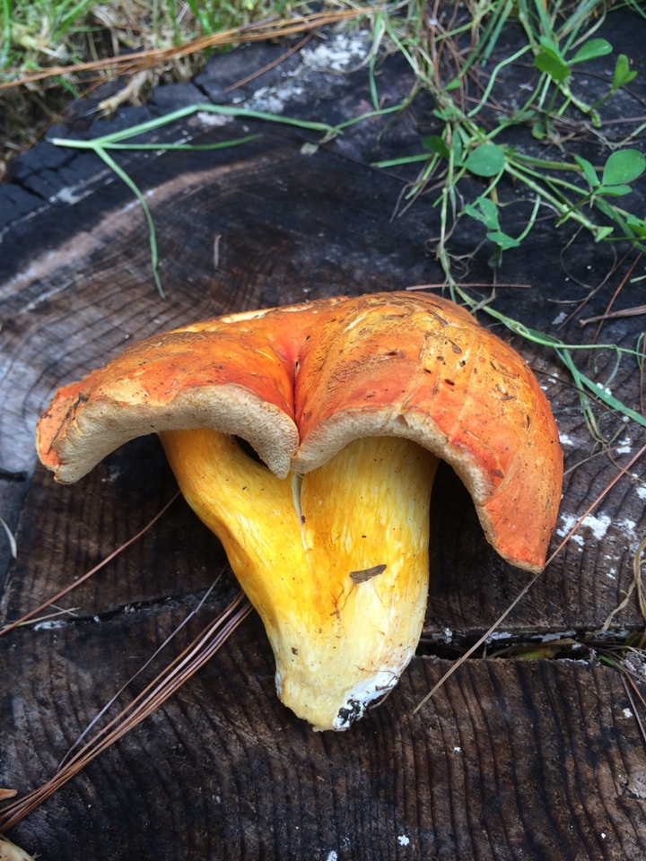 Tylopilus leucomycelinus image