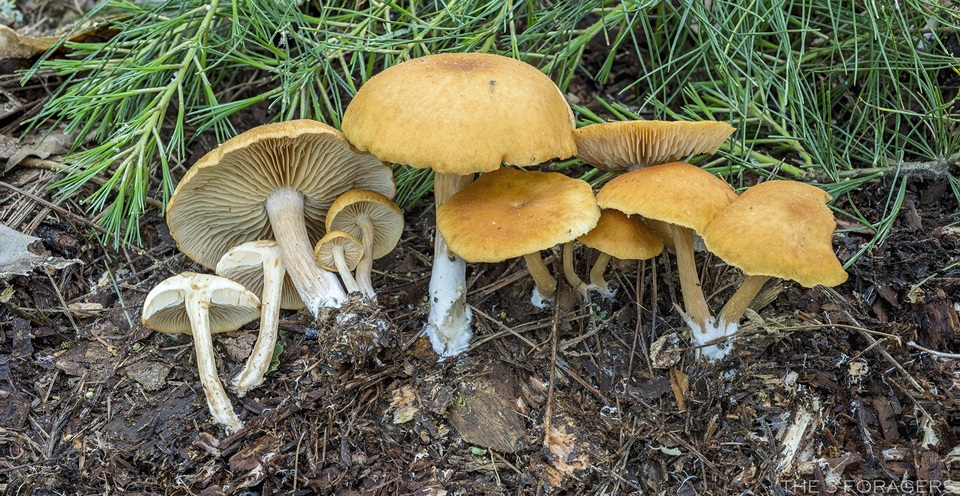 Agrocybe vervacti image