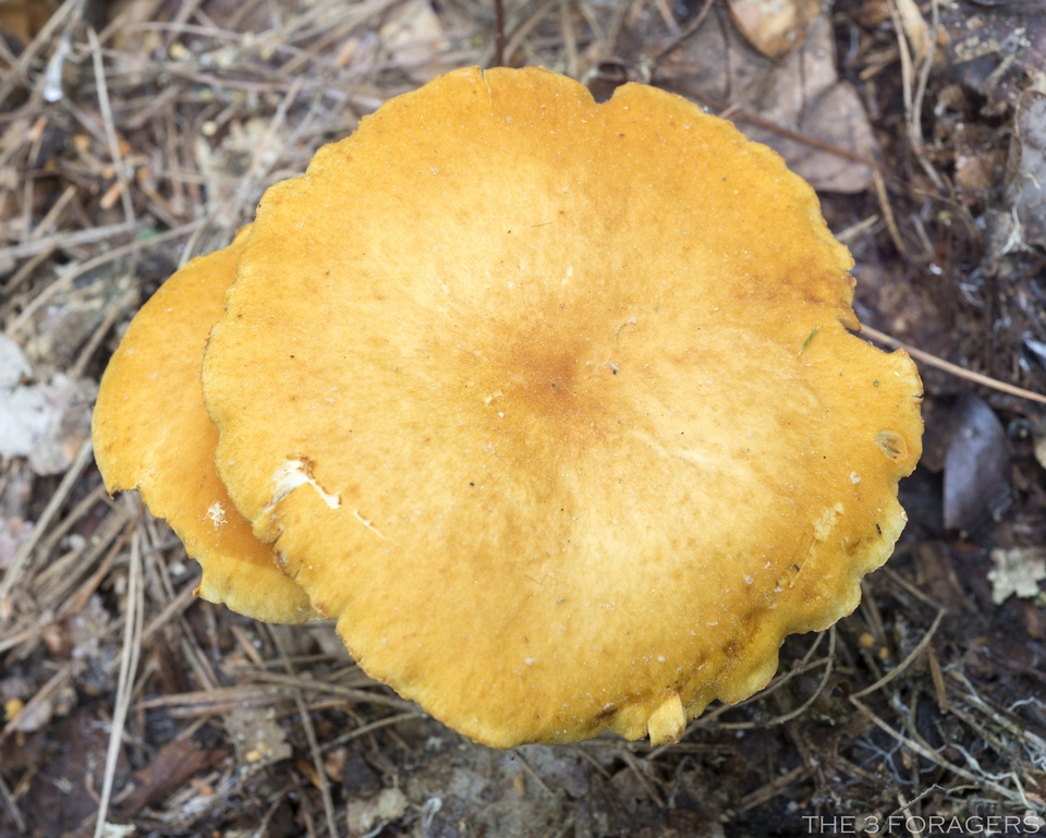 Agrocybe vervacti image