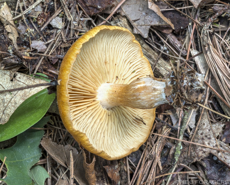 Agrocybe vervacti image