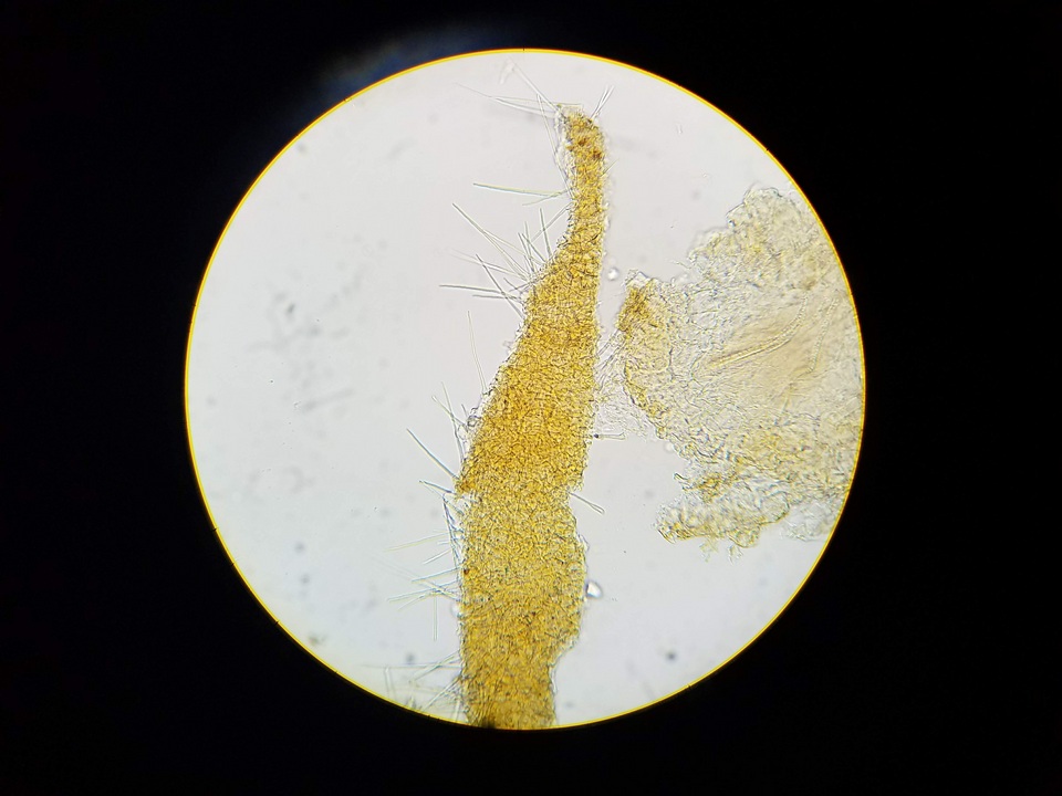 Tuber melanosporum image