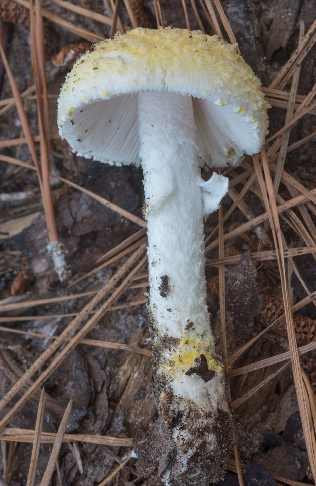 Amanita chrysoleuca image