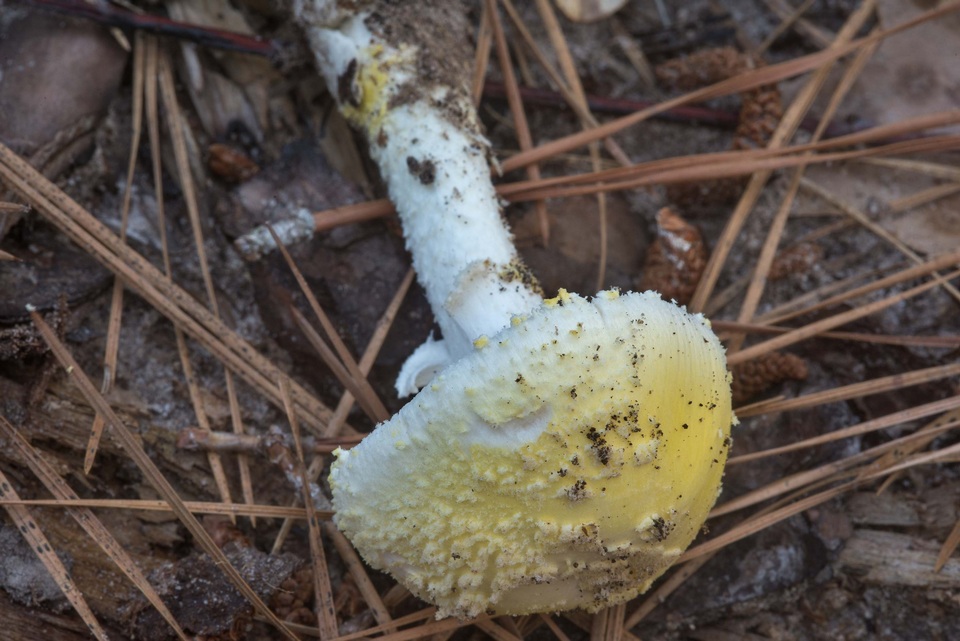 Amanita chrysoleuca image
