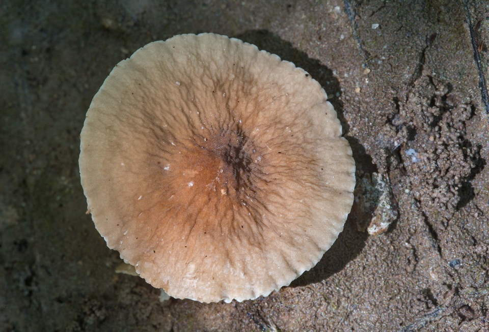 Lactarius xanthydrorheus image