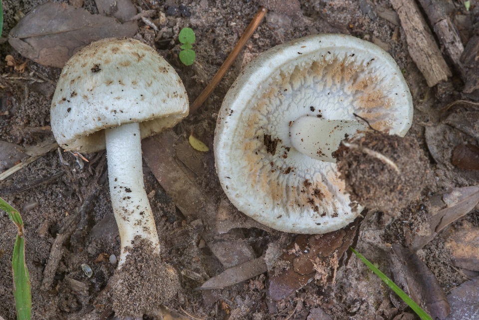 Agaricus rhoadsii image