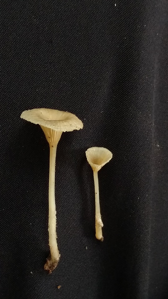 Gerronema subclavatum image